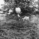 Stadtarchiv Neustadt a. Rbge., ARH Slg. Bartling 542, Storchennest mit Storch, der die Jungen füttert