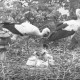 Stadtarchiv Neustadt a. Rbge., ARH Slg. Bartling 655, Storchenpaar mit Jungen im Nest, Neustadt a. Rbge.
