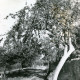 ARH Slg. Bartling 3236, Blick in die Apfelallee nach Norden mit teilweise älteren Bäumen, Neustadt a. Rbge.