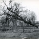 Stadtarchiv Neustadt a. Rbge., ARH Slg. Bartling 3771, Gefällter Baum an der Einmündung der Straße Am Fährhaus in die Poggenhagener Straße (im Winter), Poggenhagen