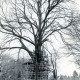 Stadtarchiv Neustadt a. Rbge., ARH Slg. Bartling 3827, Zur Durchführung von Baumschutz eingerüstete Solitär-Buche im (leicht verschneiten) Park der Firma Licht und Leuchten E. Kubald, Poggenhagen