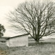 Stadtarchiv Neustadt a. Rbge., ARH Slg. Bartling 4038, Solitärbaum (Buche?) auf einer Weide in der Feldmark, daneben ein einfacher Viehstall, Eilvese