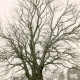 Stadtarchiv Neustadt a. Rbge., ARH Slg. Bartling 4039, Alter Solitärbaum (Eiche) auf einer Weide am Hestergarten, Eilvese