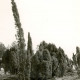 Stadtarchiv Neustadt a. Rbge., ARH Slg. Bartling 4229, Helstorfer Heide, Wacholderpark, Blick auf die alten Bäume, Helstorf