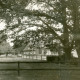 Stadtarchiv Neustadt a. Rbge., ARH Slg. Bartling 4234, Alte Laubbäume auf einer eingezäunten Wiese im Dorf, Helstorf