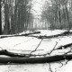 ARH Slg. Bartling 4441, Sturmschäden im Laubwald auf dem verschneiten Weg von Mariensee nach Basse