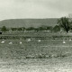 Stadtarchiv Neustadt a. Rbge., ARH Slg. Bartling 4537, Ein Schwarm Schwäne auf den Meerbruchwiesen, im Hintergrund der Bergrücken der Rehburger Berge, links das Matteschlösschen, Mardorf