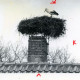 ARH Slg. Bartling 4998, Storch auf seinem Nest, das auf dem Schornstein eines Wohnhauses gebaut wurde, Wulfelade