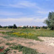 Archiv der Region Hannover, ARH Slg. Bürgerbüro 81, Blick über eine Wiese auf ein Wohngebiet, Sahlkamp