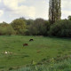 Archiv der Region Hannover, ARH Slg. Bürgerbüro 174, Esel und Pferd grasend auf einer Wiese in der Ohemasch , Ricklingen