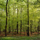 ARH Slg. Bürgerbüro 197, Wald im Sunder bei Hemmingen