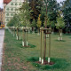 Archiv der Region Hannover, ARH Slg. Bürgerbüro 424, Blick auf Lindenbäume und eine Giebelwand eines Gebäudes mit den "33 Linden" von Wolfgang KE Lehmann in der Umgebung von Lindenauer Markt, Leipzig