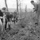 Archiv der Region Hannover, ARH Slg. Weber 02-040/0008, V.l. Jens Brackert, N.N., Gerhard Struß und N.N. bei Anpflanzungen am Grillplatz bei Lenthe