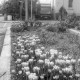 Archiv der Region Hannover, ARH Slg. Weber 02-130/0009, Ein Blumenbeet mit Tulpen neben der Schulstraße Ecke Lange Feldstraße, Gehrden